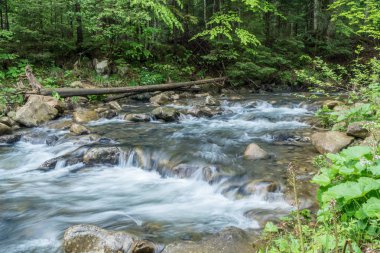 Dağ dere. Yaz manzara orman.