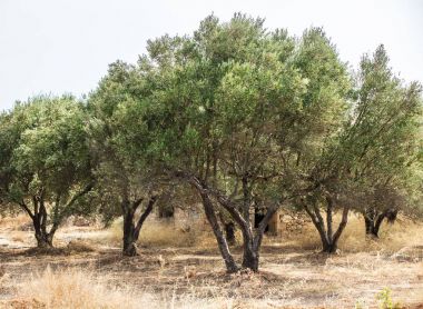 zeytin ağaçları Bahçe.