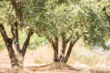 zeytin ağaçları Bahçe.