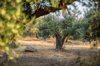 zeytin ağaçları Bahçe.