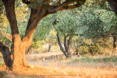 zeytin ağaçları Bahçe.