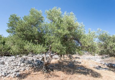 zeytin ağaçları Bahçe.