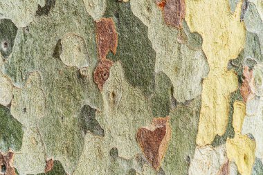 Çınar ağaçları. Pullu ve şekilli yamalar gövde.