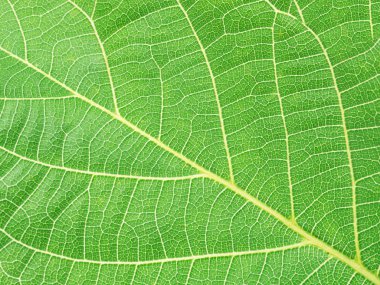 Ceviz doku. Makro çekim.