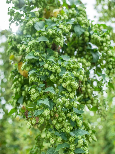 Humle-gården. Humle växter klättra av särskilda stöds strängar eller — Stockfoto