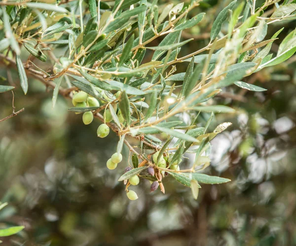 Větev olivovníku s plody na něm. Closeup. — Stock fotografie