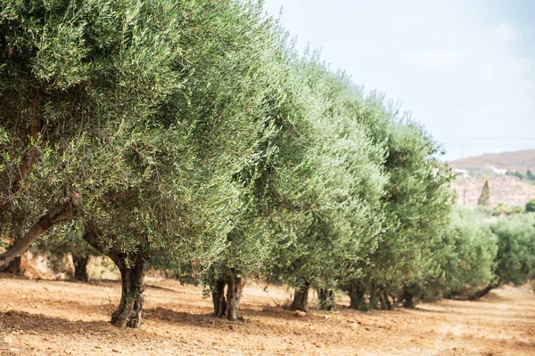 Garten mit Olivenbäumen. — Stockfoto