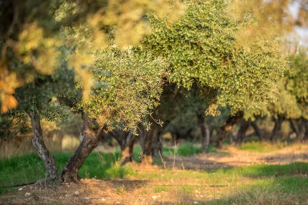 Giardino degli ulivi . — Foto Stock