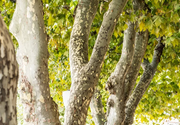 Árboles de platano. Parches escamosos y con forma en el tronco . — Foto de Stock