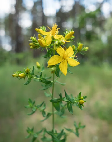 Orbáncfű vagy Hypericum. Virágos növény. Természet háttér. — Stock Fotó