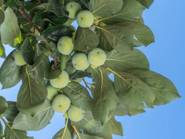 Trabzon hurması meyve ağacı üzerinde yeşil yaprakları arasında. 