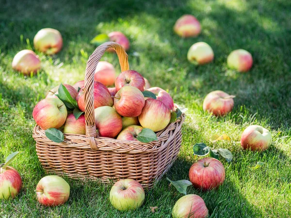 Apple harvest. Ripe red apples in the basket on the green grass.