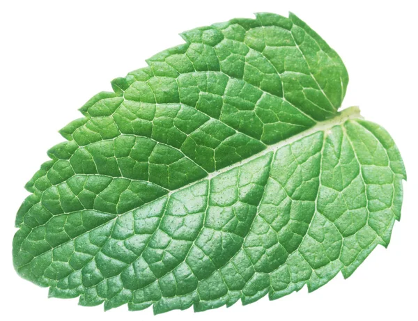 Hoja de menta o hoja de menta perfecta aislada sobre fondo blanco — Foto de Stock