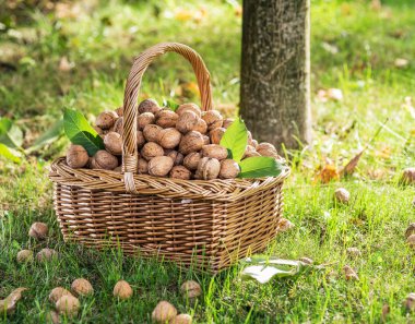 Ceviz hasadı. Yeşil çimlerin üzerindeki sepette cevizler.
