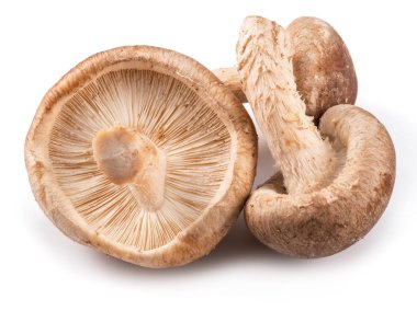 shiitake mantar beyaz zemin üzerine.