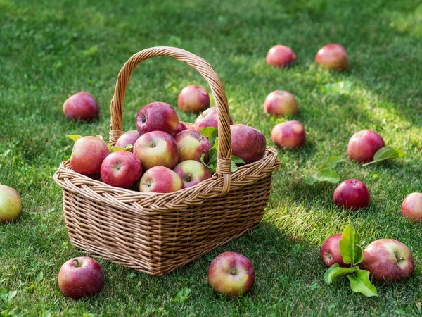 Appeloogst. Rijp rode appels in de mand op het groene gras. — Stockfoto