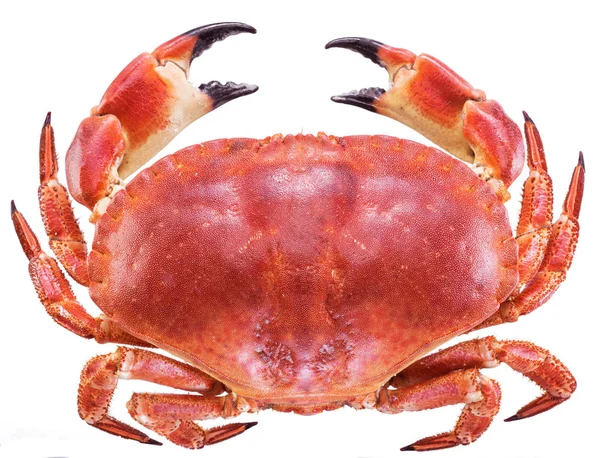 Crabe brun cuit ou crabe comestible . — Photo