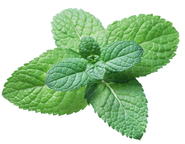 Spearmint or mint on white background. Top view. — Stock Photo, Image