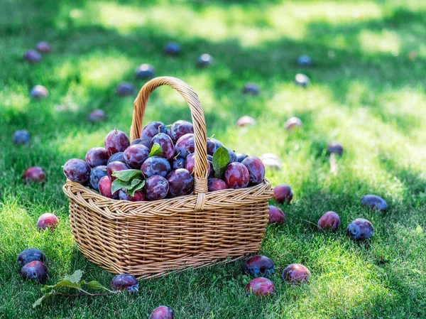 Cosecha de ciruelas. Ciruelas en la cesta en la hierba verde. —  Fotos de Stock