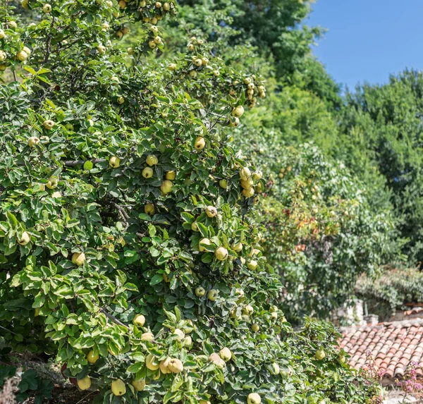 Marmelo entre folhas verdes na árvore . — Fotografia de Stock