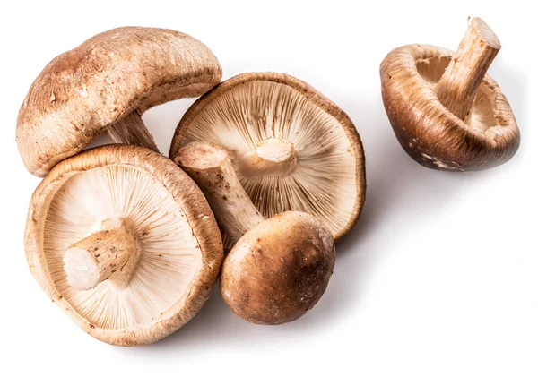 Cogumelos shiitake no fundo branco . — Fotografia de Stock