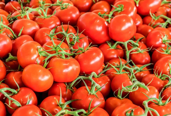 Montes de tomates. Vista superior . — Fotografia de Stock