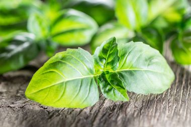 Eski ahşap masa üzerinde yeşil basil otlar.