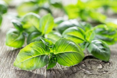 Eski ahşap masa üzerinde yeşil basil otlar.