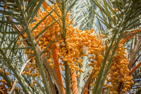 Ağaçta meyveler var. Yakın plan..