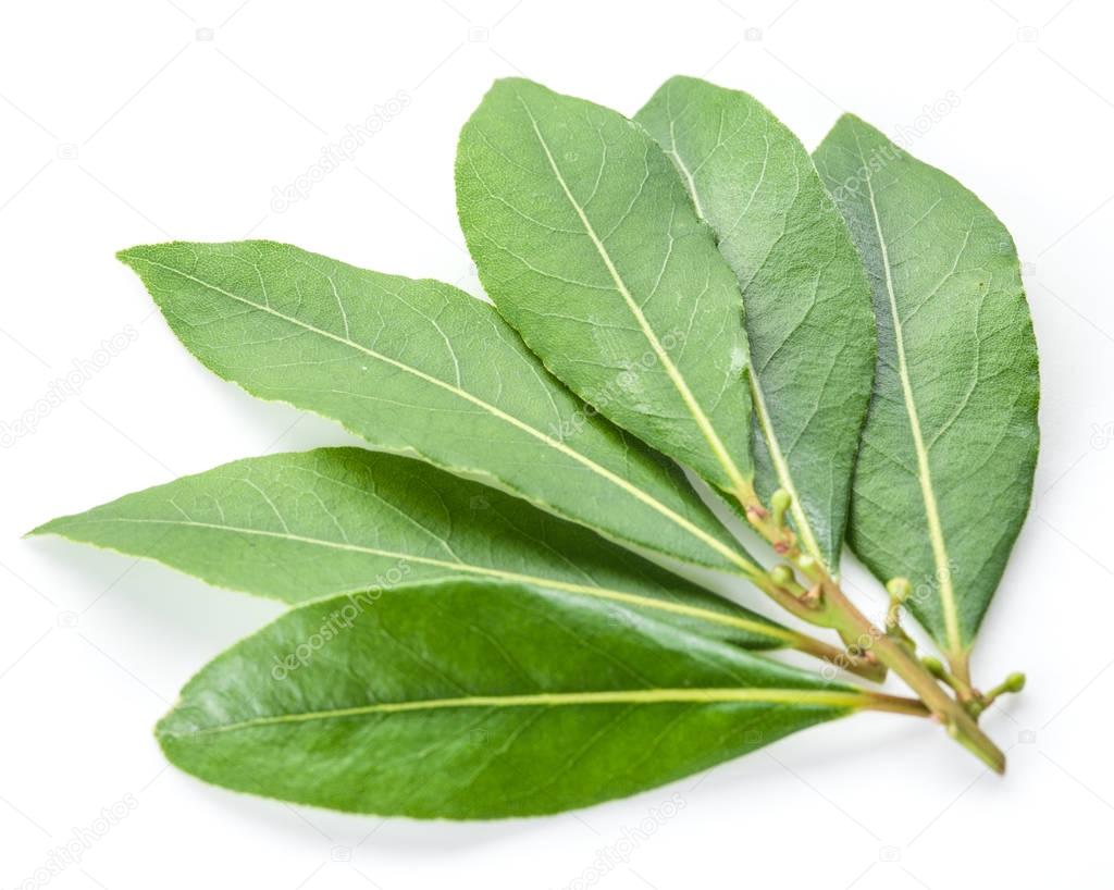 Bay leaf isolated on the white background.