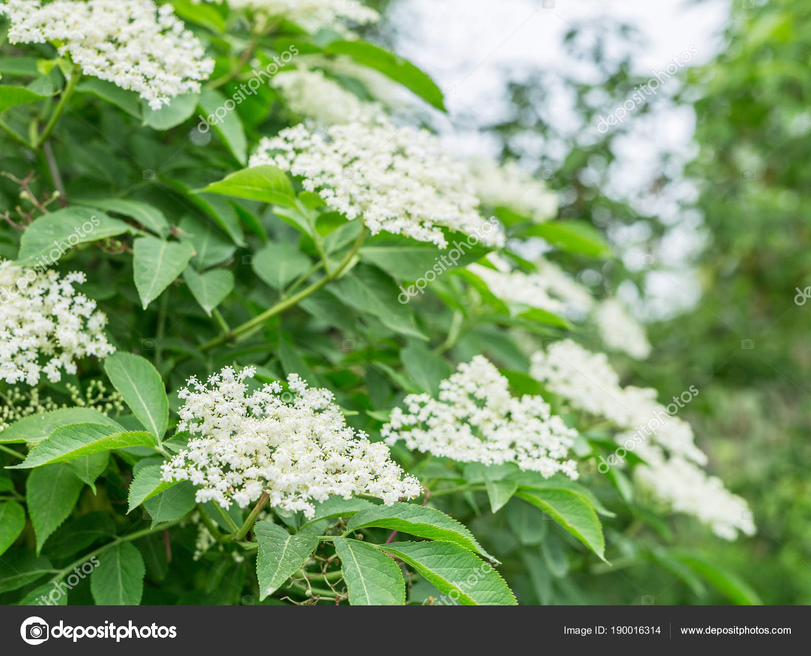Arbre En Fleur De Sureau Fond De Nature Photographie