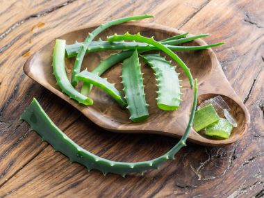 Fresh aloe vera leaves close up on the wooden tray. clipart