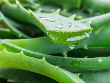 Aloe ya da Aloe vera beyaz arka planda taze yapraklar ve dilimler.
