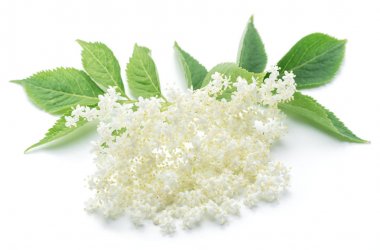 Beyaz arka plan üzerinde mürver çiçekleri.