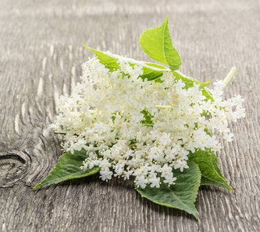 Ahşap arka plan üzerinde mürver çiçekleri.