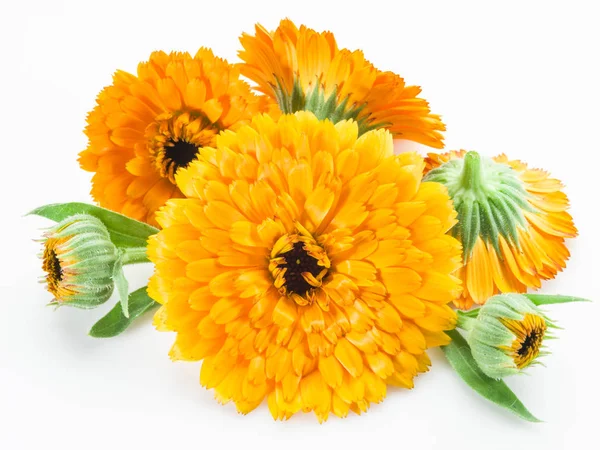 Flores de caléndula aisladas sobre fondo blanco. — Foto de Stock