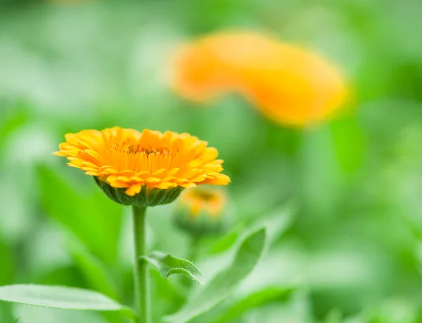 Caléndula o flor de caléndula. Lecho de flores verde borroso en el bac —  Fotos de Stock