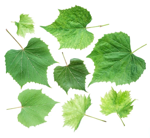Hojas de uva u hojas de vid sobre fondo blanco . —  Fotos de Stock