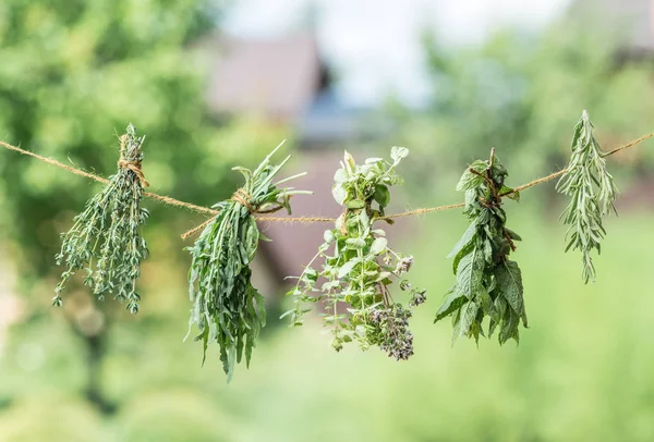 Des paquets d'herbes aromatisées séchant à l'air libre. Nature backgr — Photo