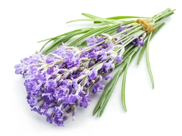 Bunch of lavandula or lavender flowers isolated on white backgro — Stock Photo, Image