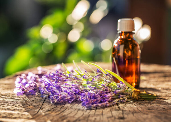 Bunch of lavandula or lavender flowers and oil bottle are on the