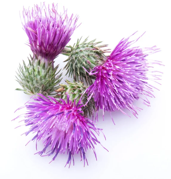 Milchdistel (Silybum) Blüten isoliert auf dem weißen Hintergrund. — Stockfoto