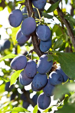 ağaç üzerinde Erik. meyve arka plan.