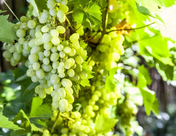 Dojrzałe winogrona Kish-mish na winorośli. — Zdjęcie stockowe