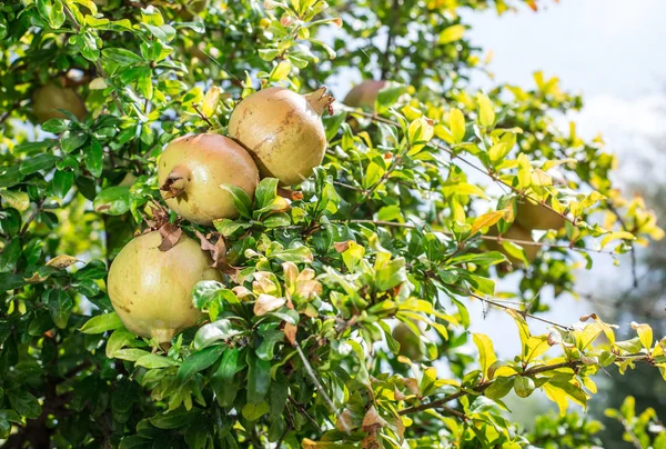 Der Anbau von Granatapfelfrüchten. — Stockfoto