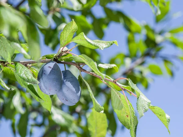 Rijpe pruimen op de boom. — Stockfoto