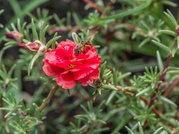 Flor purslane vermelho no jardim . — Fotografia de Stock