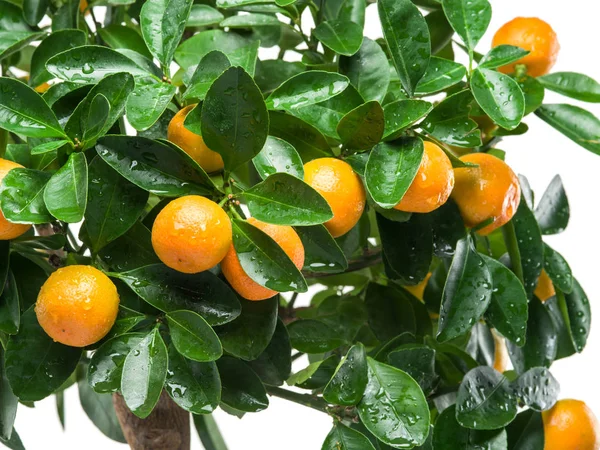 Ripe tangerine fruits on the tree. — Stock Photo, Image