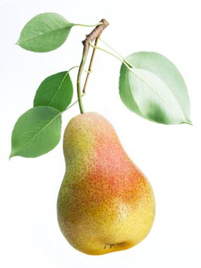 One pear fruit with pear leaves on white background. clipart