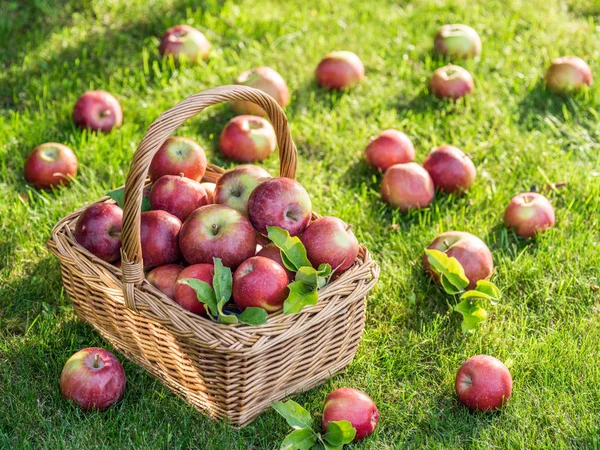 Almagyűjtés. Érett vörös alma a kosárban a zöld füvön. — Stock Fotó